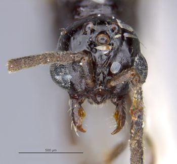 Media type: image;   Entomology 29063 Aspect: head frontal view